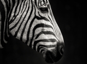 爱游戏在线-烽火伊比利亚，葡萄牙战术风暴中，努涅斯独舞定江山