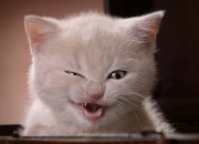 爱游戏-马赛力克阿尔及利亚，巴尔韦德彻底打爆防线