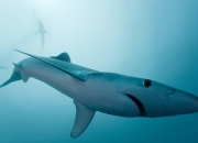 爱游戏入口-黑色王朝的黄昏，萨克拉门托玫瑰绽放西决生死战