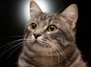 爱游戏官方-意甲焦点战点燃蔚蓝之心，乌克兰铁血与摩纳哥浮华的隔空交响