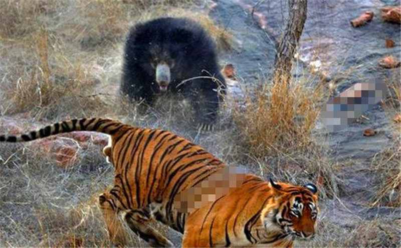 强强对抗,双方实力相差不大 强强对抗,双方实力相差不大