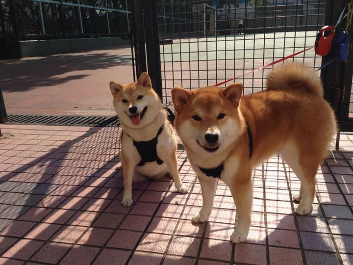 字母哥关键节点连续得分,灰熊加时险胜湖人