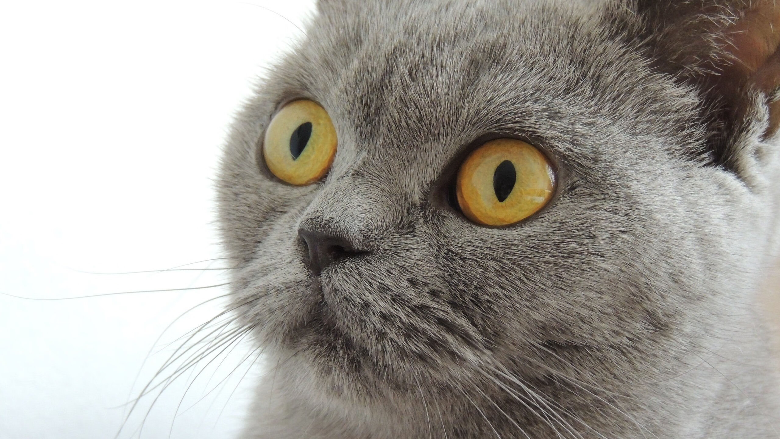 奥运前哨,血脉贲张,活塞鏖战辽宁,超越胜负的淬炼