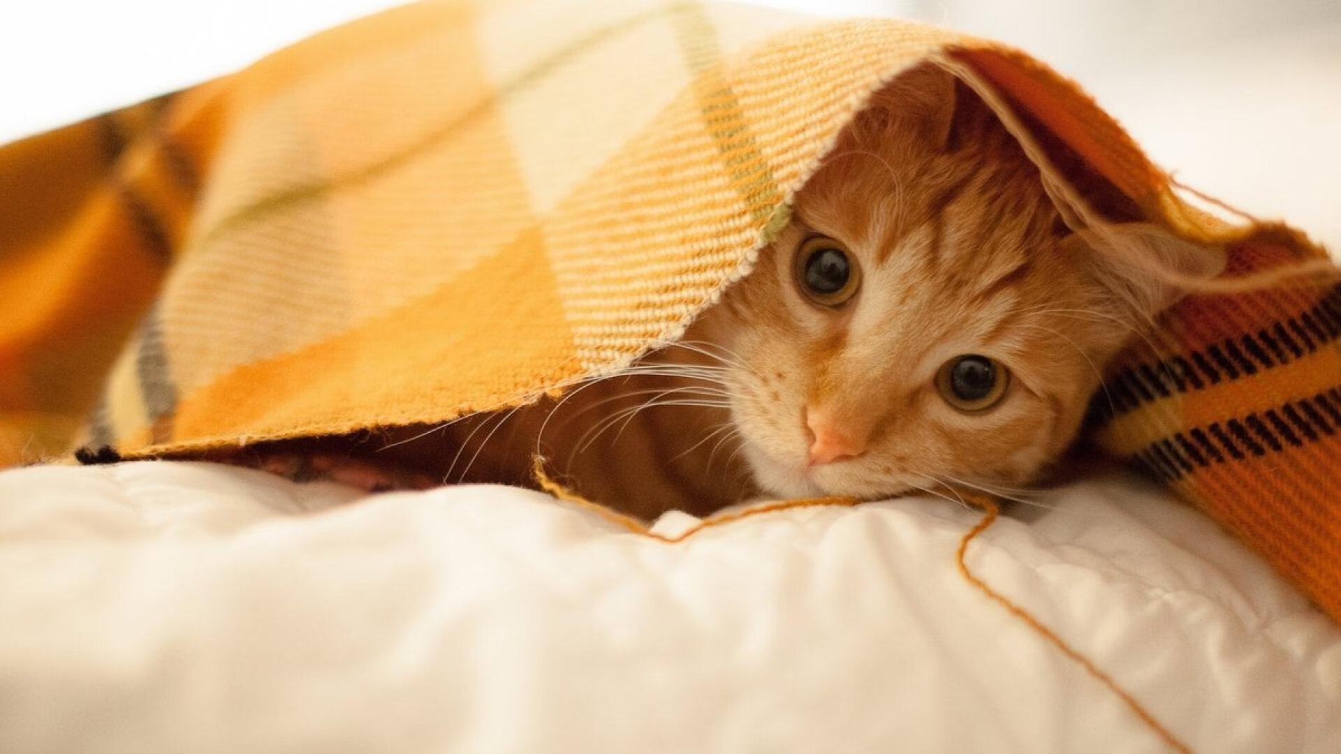 跨界逆转传奇，新西兰冰岛之战与卡塞米罗的NBA接管时刻