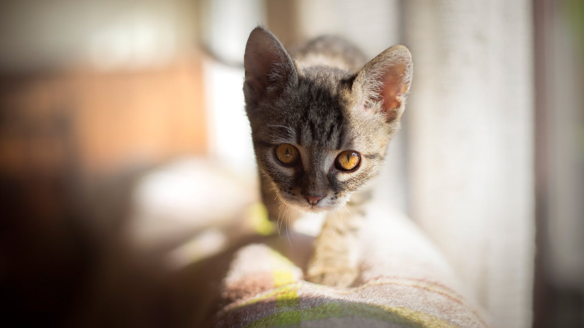 NBA季后赛焦点战，76人队横扫新疆队，展现冠军相