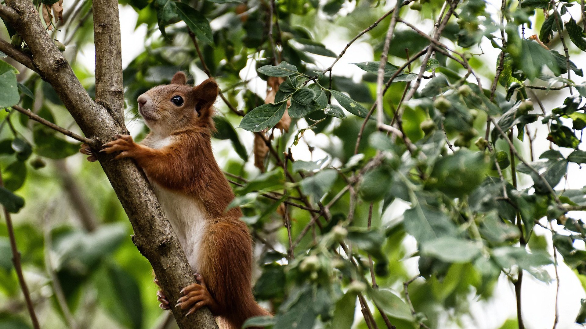 冲垮与接管，爵士的冰与湖人的火，奏响篮球真义的交响