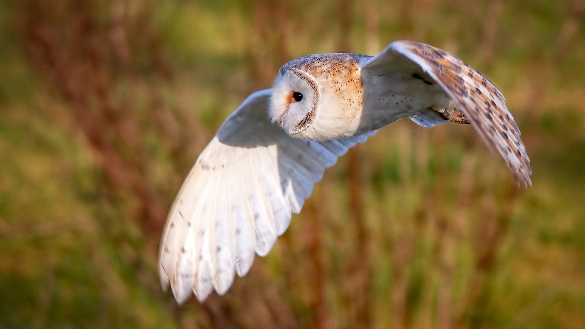 双星闪耀，当F1引擎轰鸣遇见贝林厄姆的燃爆之夜
