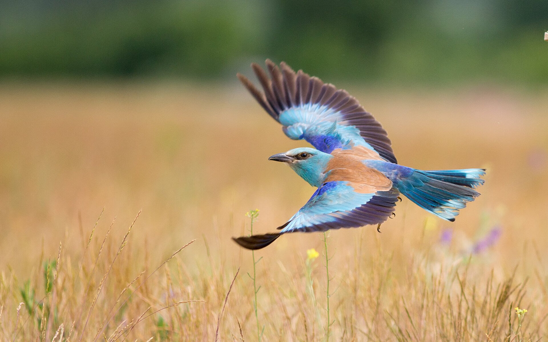跨界风云，南非关键战突围爱尔兰，姆巴佩NBA季后赛传奇接管