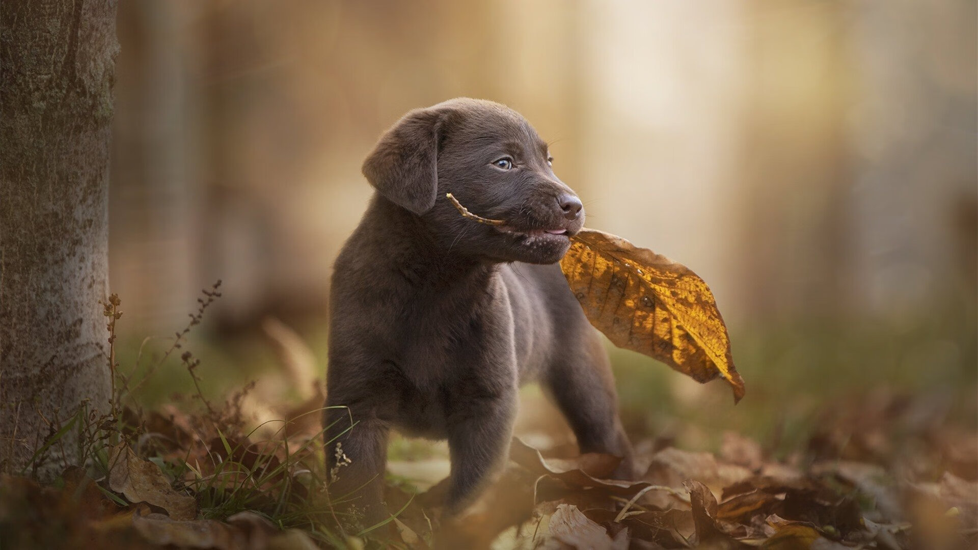 死神降临五棵松，杜兰特用一场压制级表演书写东西方篮球对话